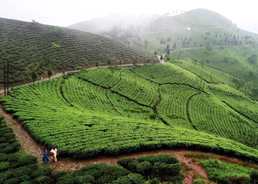 446553-tea-plantations-outside-darjeeling